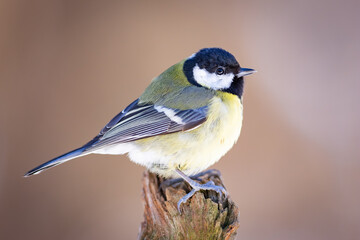 Great Tit (Parus Major) on branch. Wildlife scenery.