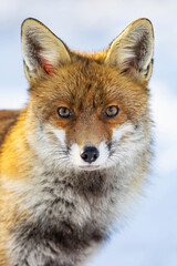 Red Fox (Vulpes vulpes) in winter time . Wildlife scenery.