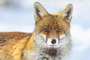 Red Fox (Vulpes vulpes) in winter time . Wildlife scenery.