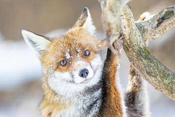 Red Fox (Vulpes vulpes) in winter time . Wildlife scenery.