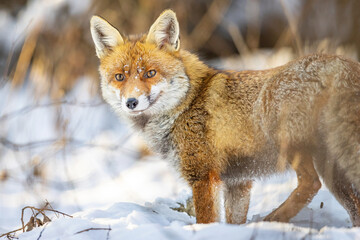 Fototapeta premium Red Fox (Vulpes vulpes) in winter time . Wildlife scenery.