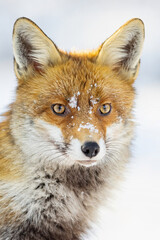 Fototapeta premium Red Fox (Vulpes vulpes) in winter time . Wildlife scenery.