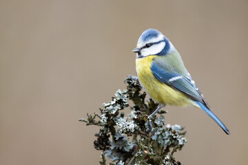 Eurasian blue tit(Cyanistes caeruleus)is a small songbird standing on a branch. Wildlife scenery. 