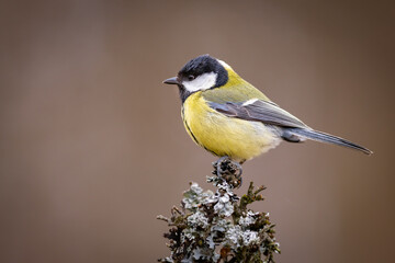 Great Tit (Parus Major) on branch. Wildlife scenery.