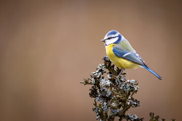 Eurasian blue tit(Cyanistes caeruleus)is a small songbird standing on a branch. Wildlife scenery. 