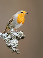 Erithacus rubecula. European robin sitting on the branch in the forest. Wildlife