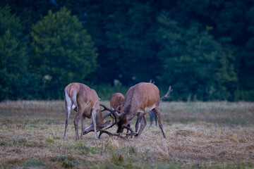 Two red deer stags fighting during rutting season. Wildlife scenery