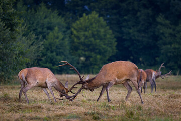Two red deer stags fighting during rutting season. Wildlife scenery