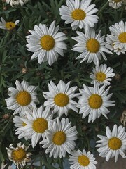 Chamomile daisy flowers pattern background. Abstract nature, floral texture