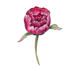 Watercolor bright peonies flower Decorative isolated flower image. Floral Illustration.  Botanic artwork. Hand made drawing.Post card, scrapbook design, label, poster © Tetiana