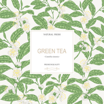 Tea background. Hand drawn Camellia sinensis plant. Green tea branches with leaves and flowers. Vector illustration.