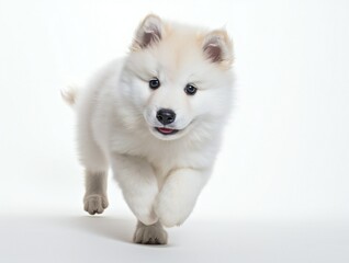portrait of a puppy, isolated on white background