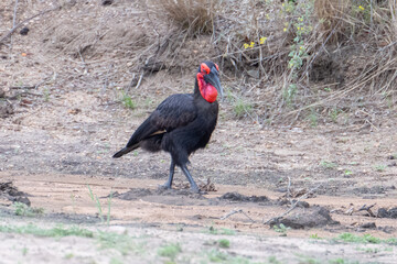 Obraz premium A Ground Hornbill (Bucorvus leadbeateri) in the Timbavati reserve, South Africa 