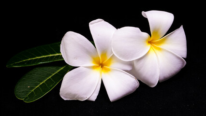 Fototapeta na wymiar close up frangipani flower isolated black background