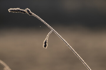 Close up image of frost on winter grass stem