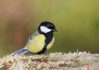 Great tit