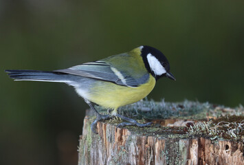 Great tit