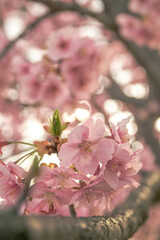 Naklejka premium 馬見丘陵公園の河津桜
