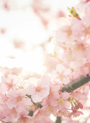 馬見丘陵公園の河津桜