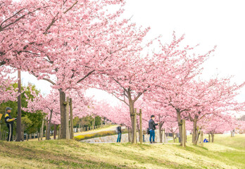 馬見丘陵公園の河津桜