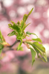 馬見丘陵公園の河津桜