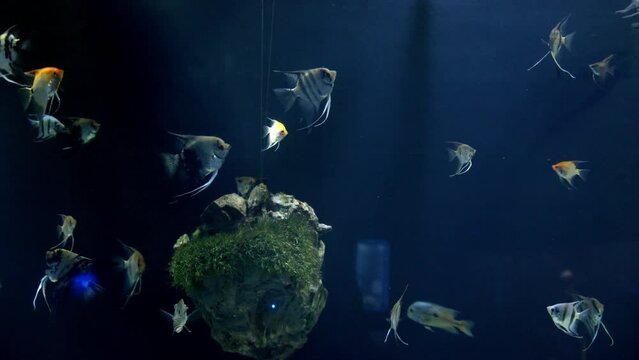 Fish soar in the water, as if in weightlessness. Deep layers of water. Beautiful fish swim in a large aquarium