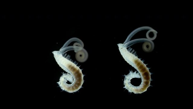 Worm family Spionidae under a microscope, class Polychaeta, have two tentacles that seek prey. Indian Ocean