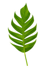 tropical jungle monstera leaves isolated on a white background