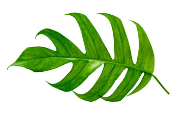tropical jungle monstera leaves isolated on a white background © sarayut_sy