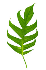 Monstera leaves leaves with Isolate  Leaves on transparent background PNG file