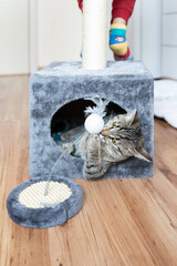 Playing cute cat in cat house with a pet toy and kids legs in background.