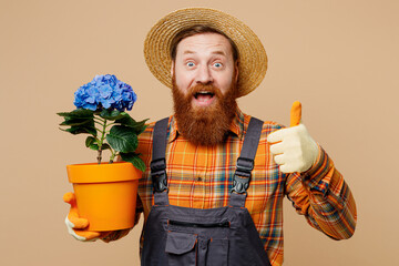Young bearded man wearing straw hat overalls work in garden hold blue hydrangea flower in pot show...