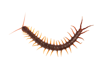 Centipede (Scolopendra sp.) Giant centipede isolated on transparent background. The top view of a living centipede, high resolution images shot in a studio room. png file.