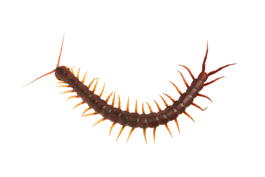 Centipede (Scolopendra sp.) Giant centipede isolated on transparent background. The top view of a living centipede, high resolution images shot in a studio room. png file.