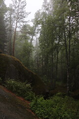 fabulous and gloomy forest