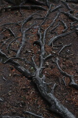 fabulous and gloomy forest