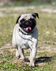 young pug outdoor
