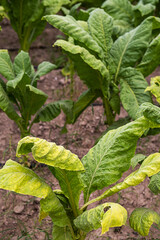 Tobacco leaves at plantation, close up. Field of tobacco.