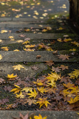 紅葉の落葉