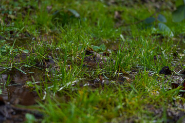 Waldboden mit Moos und Gräsern