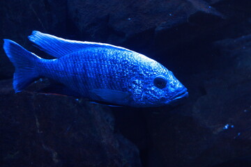 エレクトリックブルーハップ