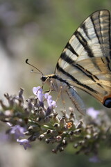 Papillon machaon ou grand porte queue