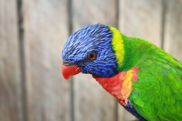 Loriquet