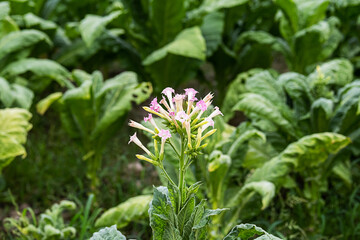 Tobacco leaves at plantation, close up. Field of tobacco.