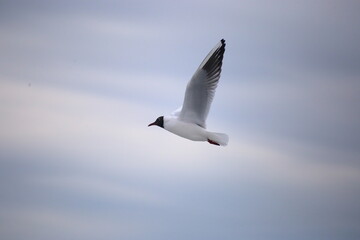 seagull in the sky