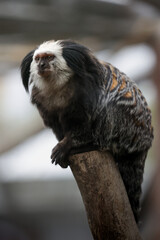 retrato de mono tití // portrait of Tití monkey