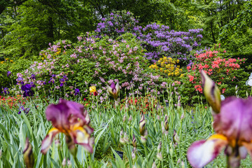 Variety of Rhododendron flowers in the garden