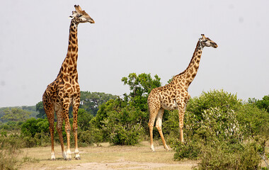 Giraffes in Masai Mara, Kenya
