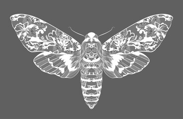 Fototapeta na wymiar Moth. Lace floral pattern on the wings. Vector illustration