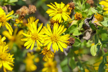 Yellow flowers of flowering plants close-up on a blurred background